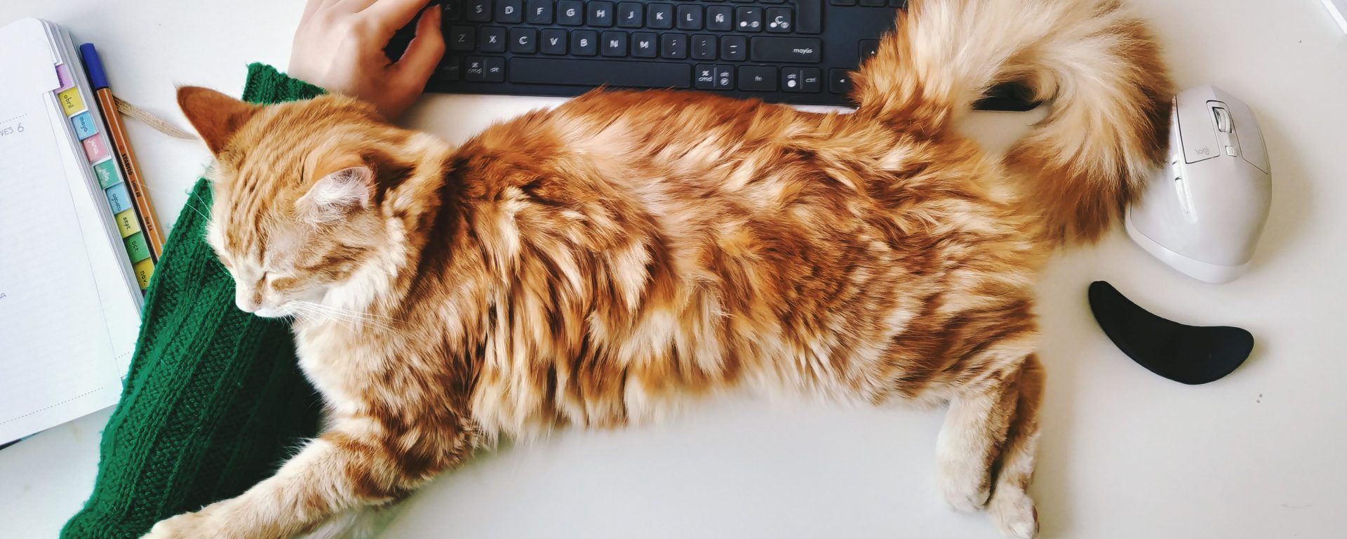 Ginger cat sleeping on a desk under a keyboard.
