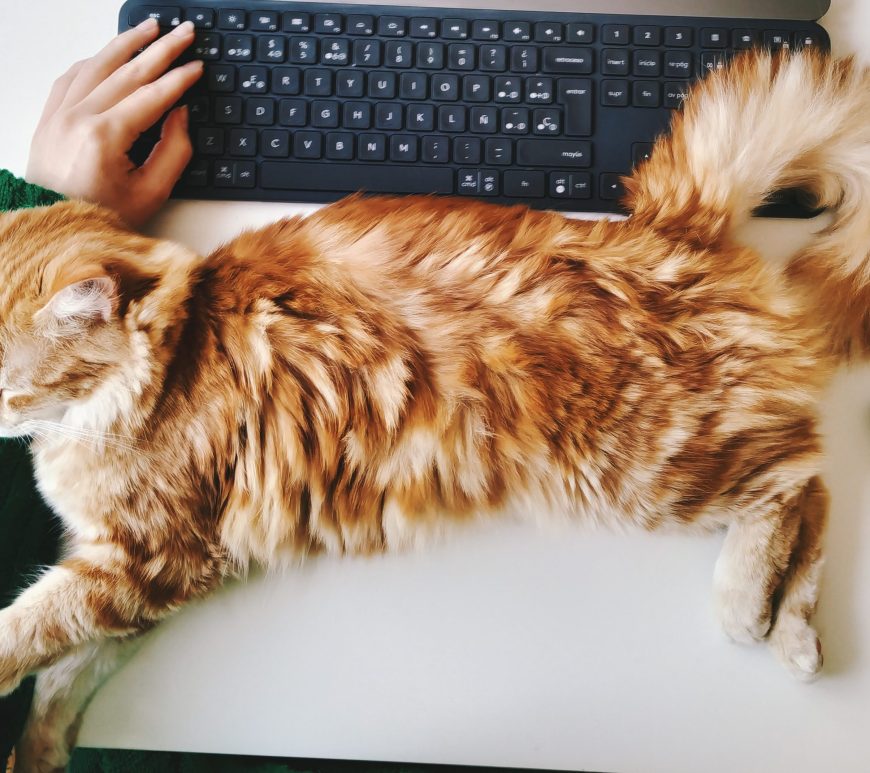 Ginger cat sleeping on a desk under a keyboard.