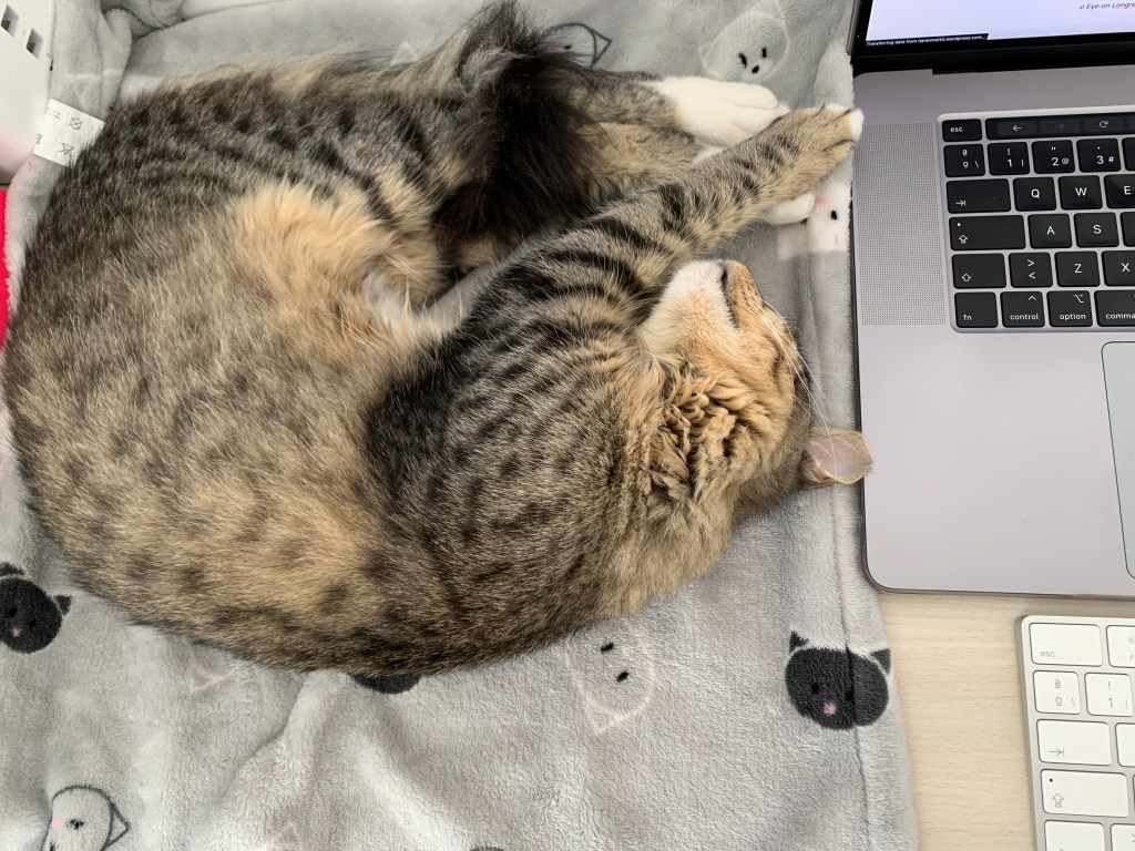 Increasing Our Happiness with Cats and Dogs in the Office